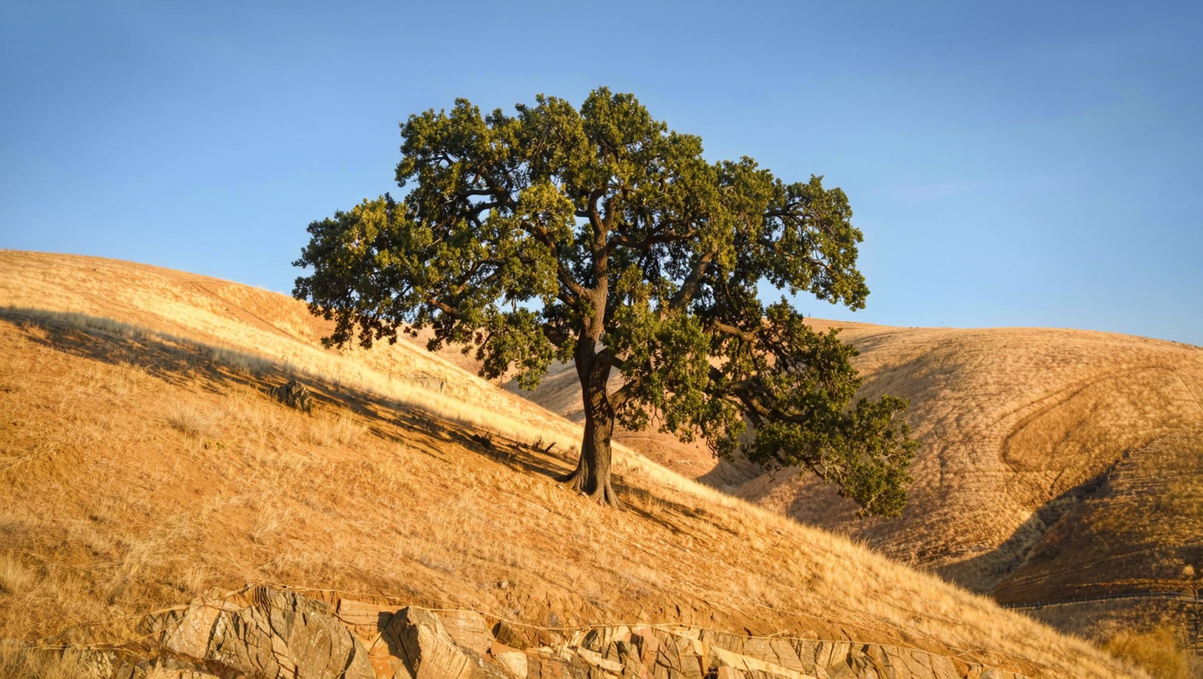 A single mature coast live oak on a golden hillside
